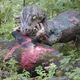 Illustration for article titled Michigans Abandoned Dinosaur Amusement Park Is Way Creepy